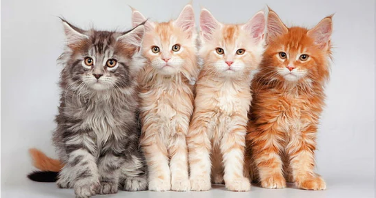 Maine Coon Kittens Maine Coon Kittens